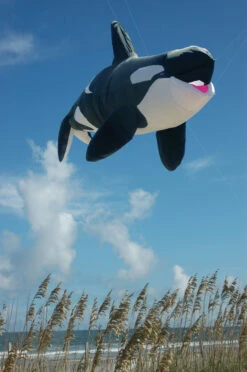 Killer Whale - Inflatable 5 Killer Whale - Inflatable -Fashion Kite Accessories Store 45985p killerwhale location 90680.1403113455