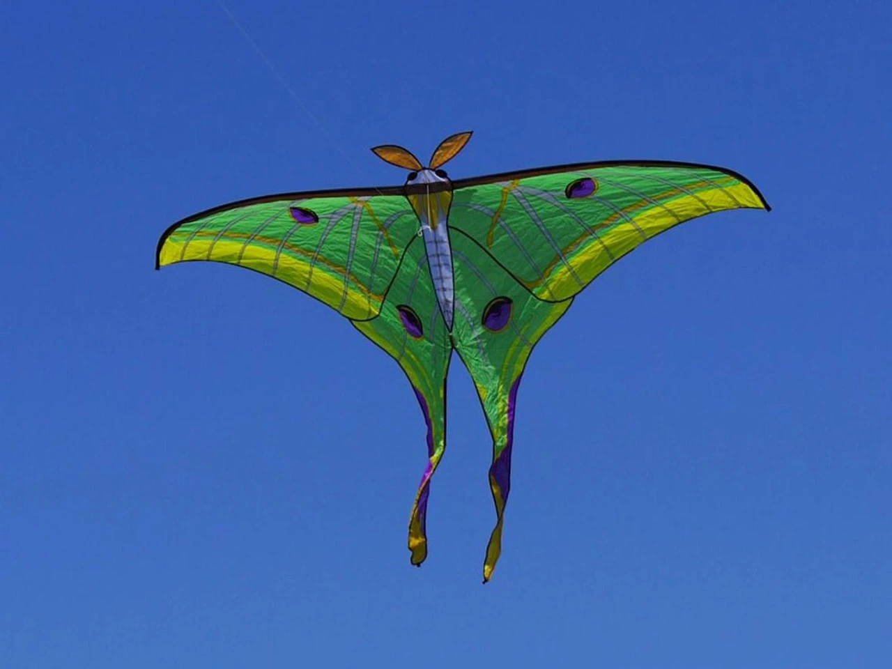 Luna Moth 2 Luna Moth - Image 2