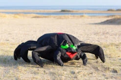 HQ Bouncing Buddy Spider